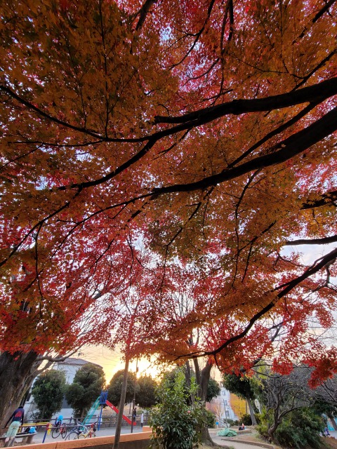 梅林公園の紅葉
