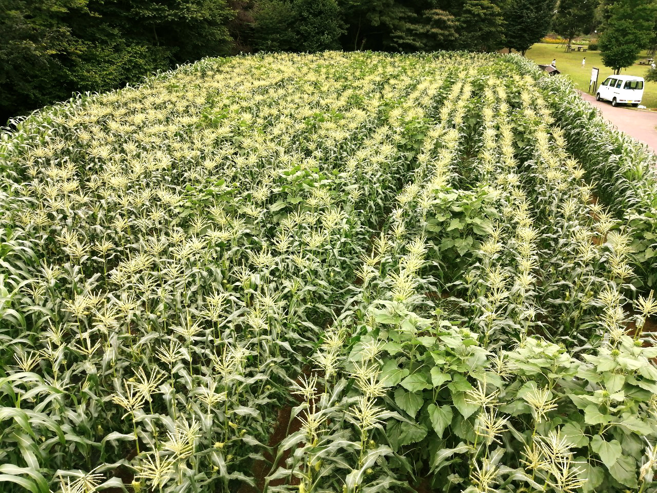 7月17日（土）、18日（日）にとんもり谷戸の圃場で開催される「トウモロコシ迷路」。トウモロコシを収穫しながら迷路を進む。